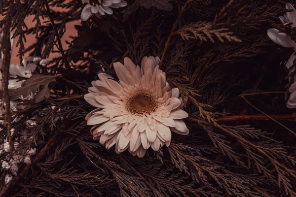 小吃和植物中的天然白色雏菊 — 图库照片