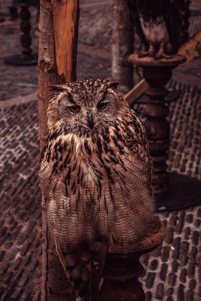 Royal owl, detail of a wild bird, bird