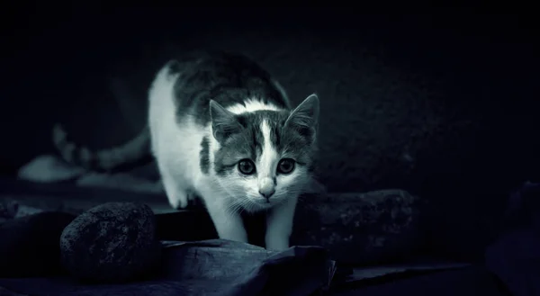 Straat Achtergelaten Katten Dierenmishandeling Eenzaamheid — Stockfoto