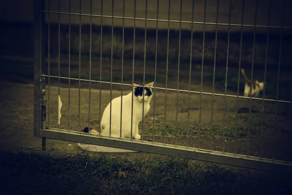 Gatos Abandonados Rua Abuso Animais Solidão — Fotografia de Stock