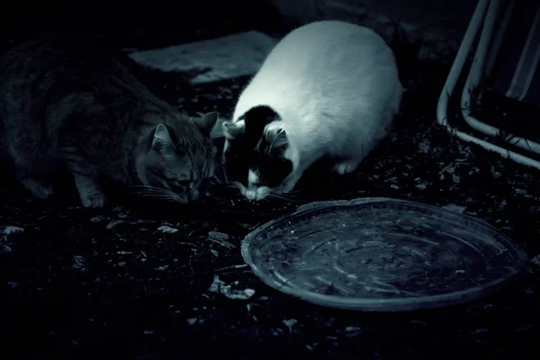 Gatos Abandonados Rua Abuso Animais Solidão — Fotografia de Stock