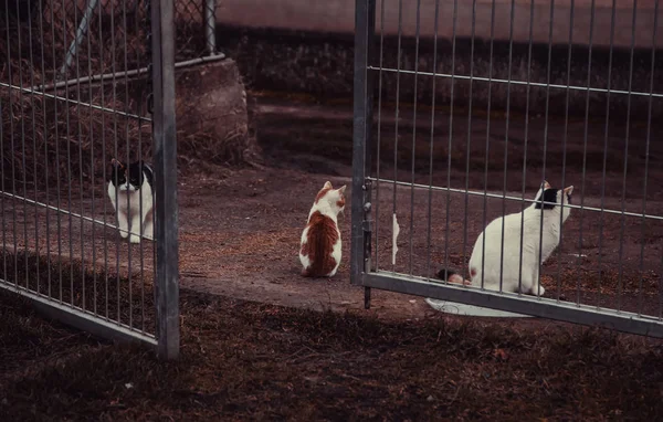 Gatos Abandonados Rua Abuso Animais Solidão — Fotografia de Stock