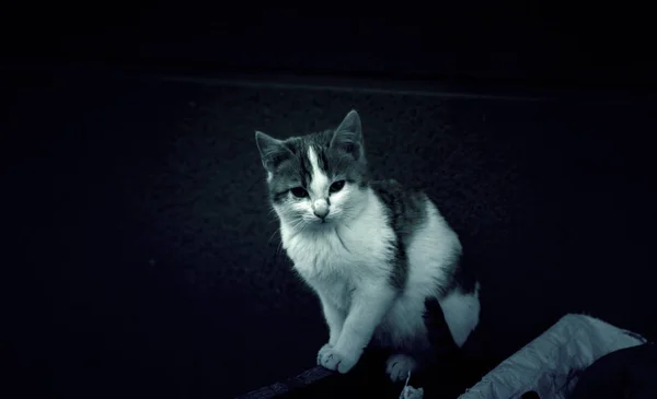 路上で捨てられた猫 動物虐待 — ストック写真