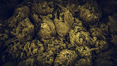 Jericho bitki ampul çiçek, tohum ve tarım pazarında