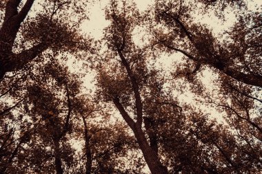 Ağaçlar orman, Doğa ve doğal peyzaj