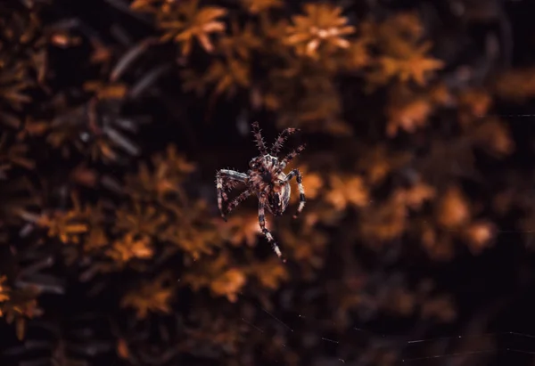 Araignée Dans Toile Araignée Dans Forêt Les Animaux Les Insectes — Photo
