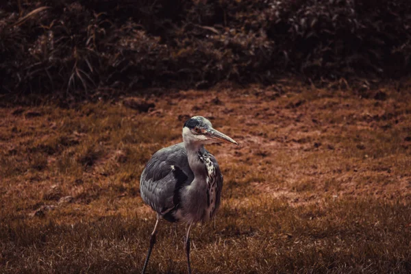 Heron Přírodním Parku Ptáci Nebezpečí Vyhynutí Zvířata — Stock fotografie