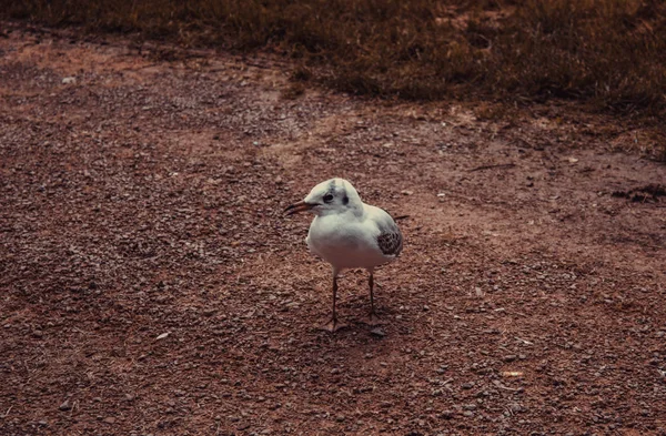 Gabbiano Nel Parco Naturale Uccelli Libertà — Foto Stock