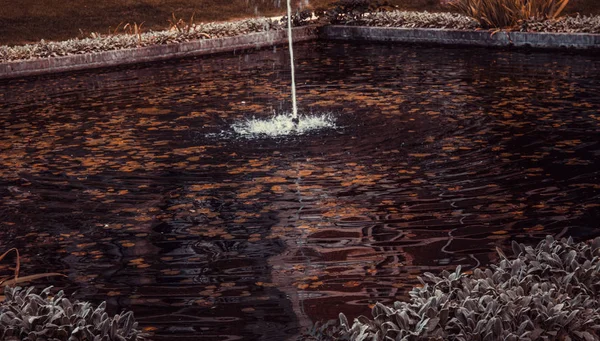 自然保護区で睡蓮のある噴水 リラックスして風景 — ストック写真