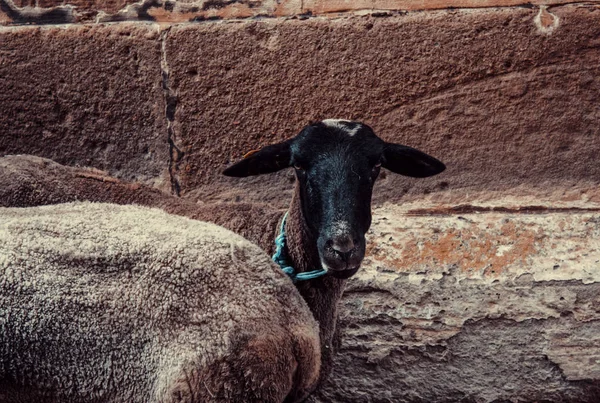 Clôture Clôturée Pour Chèvres Dans Une Ferme Animale Nature — Photo