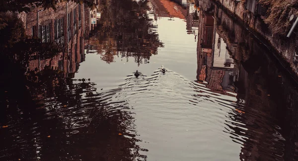 Patos Lago Del Canal Amsterdam Animales Paisaje — Foto de Stock