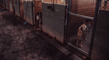 Köpek kulübesinde, terk edilmiş hayvanlar, taciz.