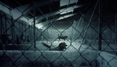 Köpek kulübesinde, terk edilmiş hayvanlar, taciz.