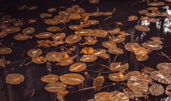 Hojas Flotando Lago Paisaje Naturaleza Medio Ambiente — Foto de Stock