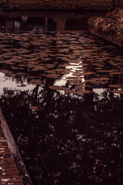 Листья Плавающие Озеру Ландшафту Природе Окружающей Среде — стоковое фото