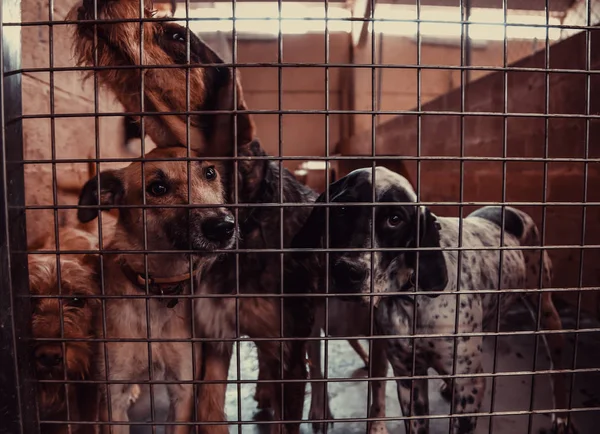 Hund Inhägnad Kennel Övergivna Djur Övergrepp — Stockfoto