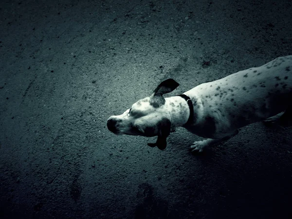 Parque Cão Caça Animais Natureza Mamíferos — Fotografia de Stock