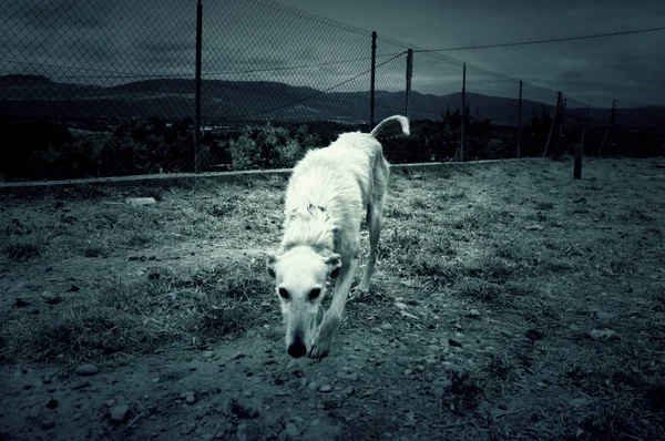 Greyhound Cão Brincando Parque Animais Natur — Fotografia de Stock