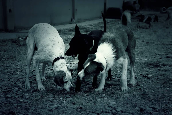 Cães Brincando Parque Animais Domésticos Natureza — Fotografia de Stock