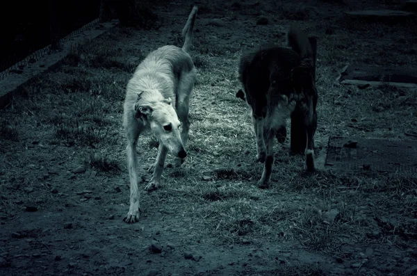 Κυνήγι Πάρκο Σκυλιών Ζώα Και Φύση Θηλαστικά — Φωτογραφία Αρχείου