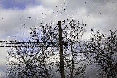 Göç eden ağaçlardaki sığırcıklar, özgürlük kuşları, doğa