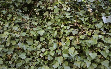 Orman, doğa ve çevredeki doğal yaprakların arka planı