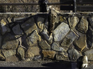 Şehirde yemek yiyen sokak kedileri, terk edilmiş hayvanlar.