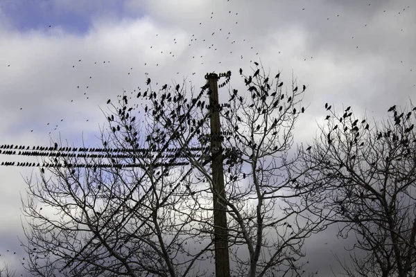 Скворцы Деревьях Мигрируют Птицы Свободе Природа — стоковое фото