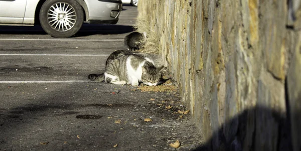 Utcai Macskák Esznek Városban Elhagyott Állatok — Stock Fotó