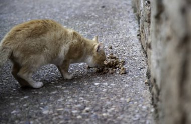 Şehirde yemek yiyen sokak kedileri, terk edilmiş hayvanlar.