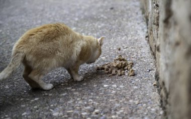 Sokak kedi yemek