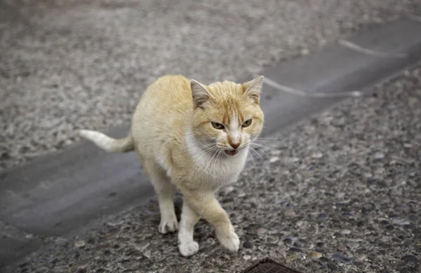 Gatti Abbandonati Strada Abusi Sugli Animali Solitudine — Foto Stock