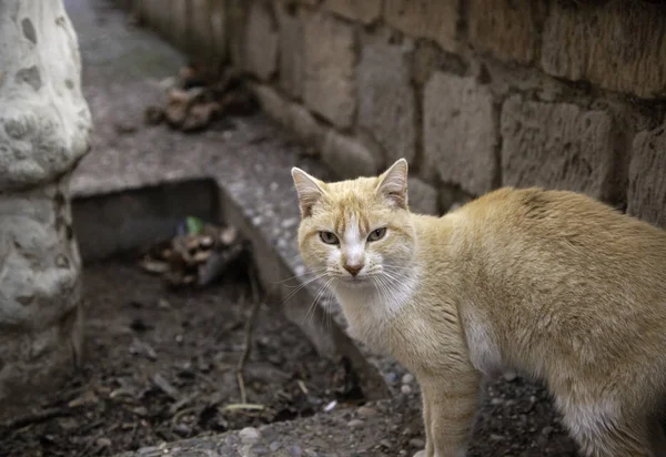 Gatos Abandonados Calle Maltrato Animal Soledad — Foto de Stock