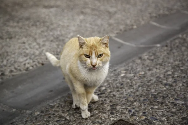 Gatti Abbandonati Strada Abusi Sugli Animali Solitudine — Foto Stock