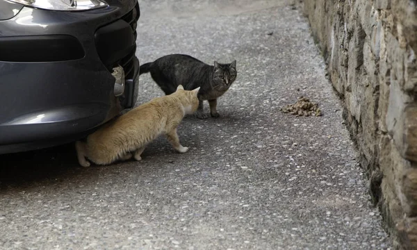 Gatos Callejeros Comiendo Ciudad Animales Abandonados — Foto de Stock