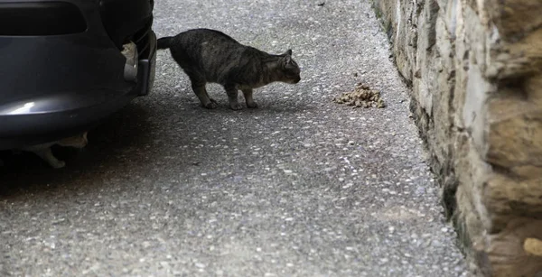 Straßenkatzen essen — Stockfoto