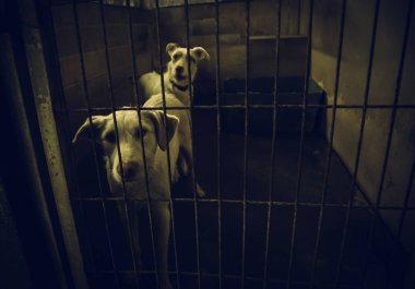 Köpek kulübesinde, terk edilmiş hayvanlar, taciz.