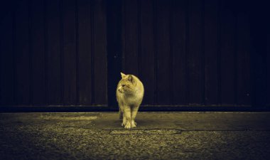 Sokakta terk edilmiş kediler, hayvan istismarı, yalnızlık.