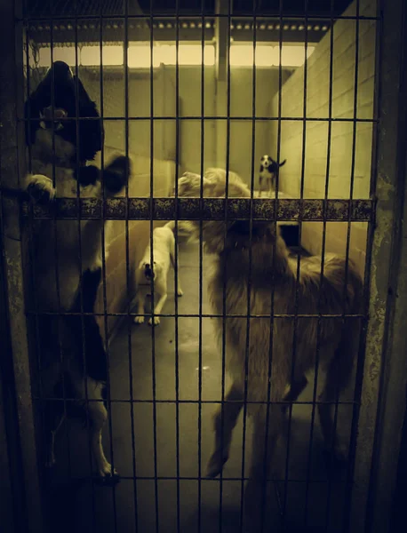 Σκύλος Κλειστό Κυνοτροφείο Εγκαταλελειμμένα Ζώα Κακοποίηση — Φωτογραφία Αρχείου