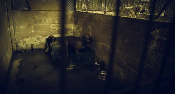 Dog in enclosed kennel, abandoned animals, abuse