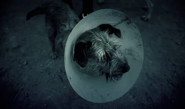 Σκύλος Ελισαβετιανής Κολάρο Μια Κτηνιατρική Αγωγή Ζώα — Φωτογραφία Αρχείου