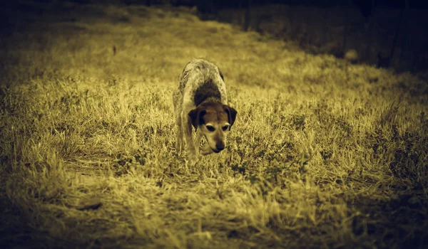 Parque Perros Caza Animales Naturaleza Mamíferos —  Fotos de Stock