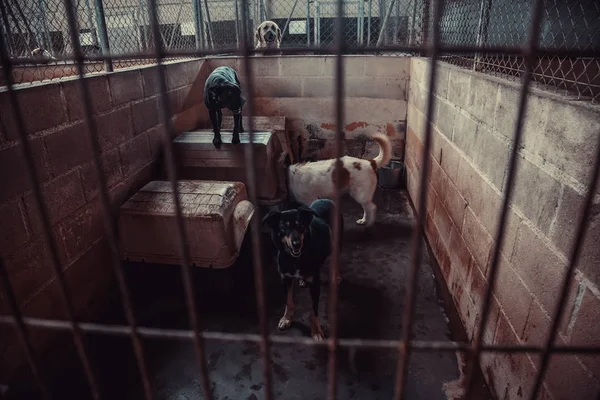 Cão Canil Fechado Animais Abandonados Abuso — Fotografia de Stock