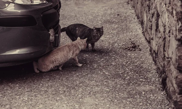 Street Cats Eating Town Abandoned Animals — Stock Photo, Image