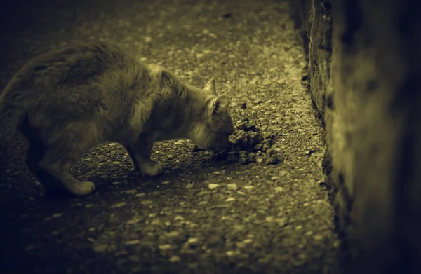 Şehirde Yemek Yiyen Sokak Kedileri Terk Edilmiş Hayvanlar — Stok fotoğraf