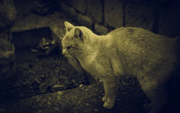 路上で捨てられた猫 動物虐待 — ストック写真