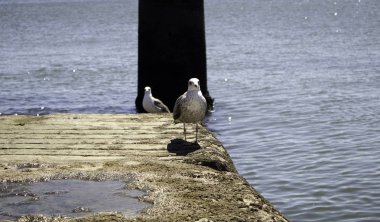 Denizde martı, özgürce kuşlar, memeliler.