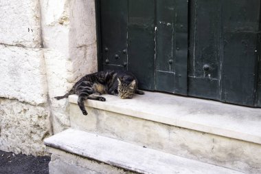 Sokakta terk edilmiş kediler, hayvan istismarı, yalnızlık.