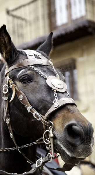 Horse Medieval Dress Show Animals War — Stock Photo, Image