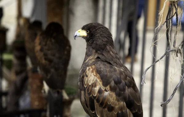 Avvoltoio Selvatico Aquila Mammiferi Della Falconeria Natur — Foto Stock